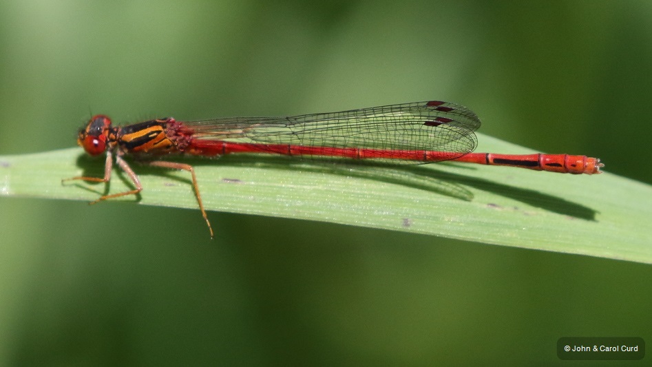 J17_3979 Xanthocnemis zealandica male.JPG